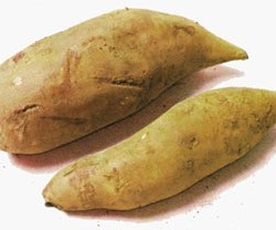 yacon-root